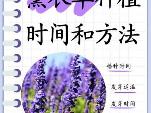 薰衣草研究所网站入口(如何进入薰衣草研究所官方网站？)