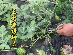 我的世界西瓜种植指南：从选址到收获的全面教程