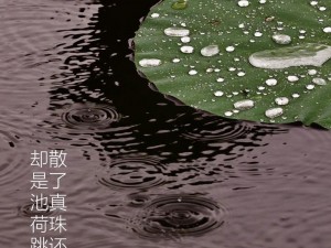 雨荷,雨荷：倾听自然的诗篇