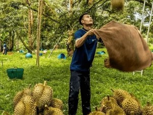 榴莲视频无码免费？为何-如何-怎样做到的？