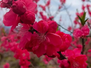 国色天香桃花朵朵开，天然纯露让你美到冒泡