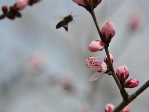 桃花直播免费观看视频，高清画质流畅不卡顿，精彩内容不间断