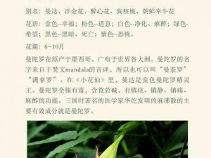 曼陀罗属性、曼陀罗的属性是什么？