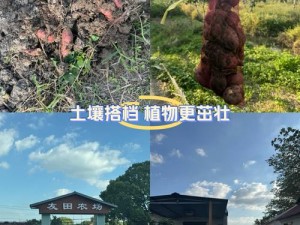 日本肥熟专用土壤，让植物茁壮成长