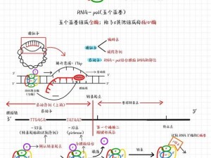 RNA与DNA配对,DNA 与 RNA 如何配对？