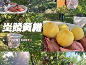 9612 黄桃网站进入页面直播，优质视频，互动交流，让你享受极致体验