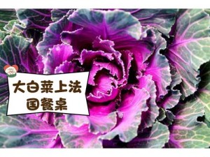 粉色大白菜法国为何如此受欢迎？是如何种植的？有何特点？