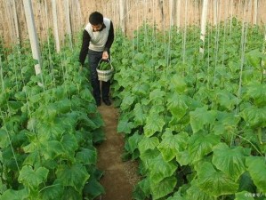 缺氧环境下的绿色农业种植攻略：以植物繁盛应对生存挑战