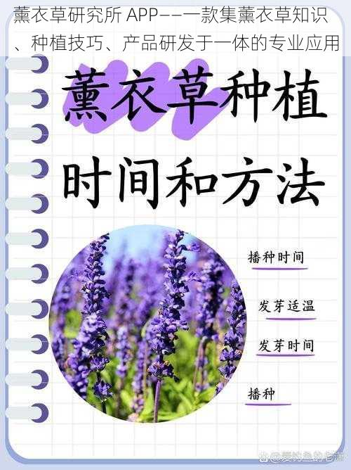 薰衣草研究所 APP——一款集薰衣草知识、种植技巧、产品研发于一体的专业应用