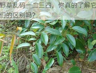 野草乱码一二三四，你真的了解它们的区别吗？