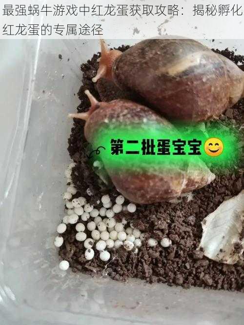 最强蜗牛游戏中红龙蛋获取攻略：揭秘孵化红龙蛋的专属途径