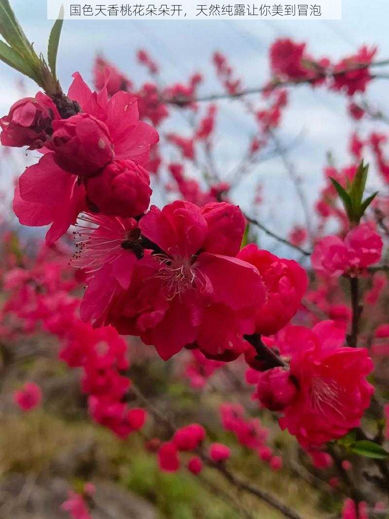 国色天香桃花朵朵开，天然纯露让你美到冒泡