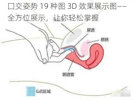 囗交姿势 19 种图 3D 效果展示图——全方位展示，让你轻松掌握