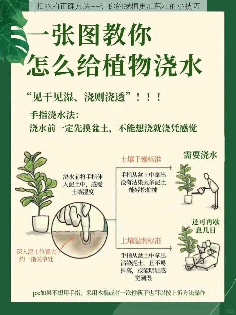 扣水的正确方法——让你的绿植更加茁壮的小技巧