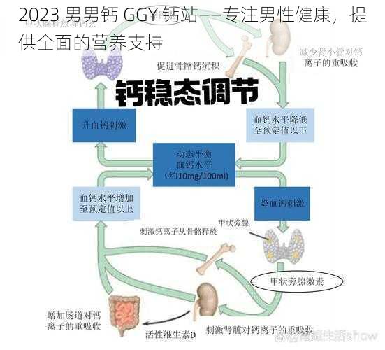 2023 男男钙 GGY 钙站——专注男性健康，提供全面的营养支持