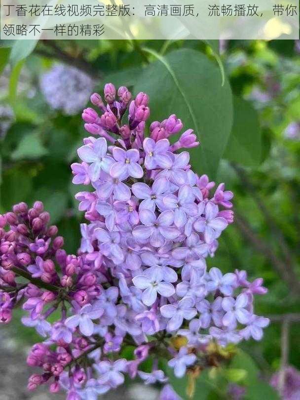 丁香花在线视频完整版：高清画质，流畅播放，带你领略不一样的精彩