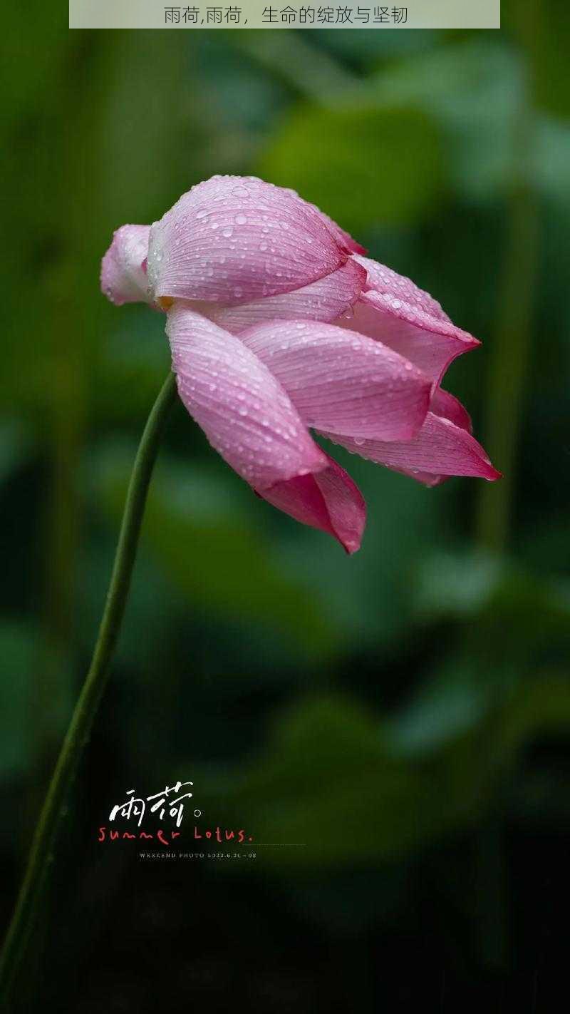 雨荷,雨荷，生命的绽放与坚韧