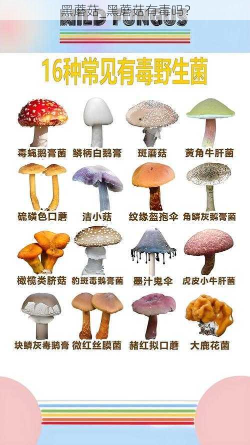 黑蘑菇_黑蘑菇有毒吗？