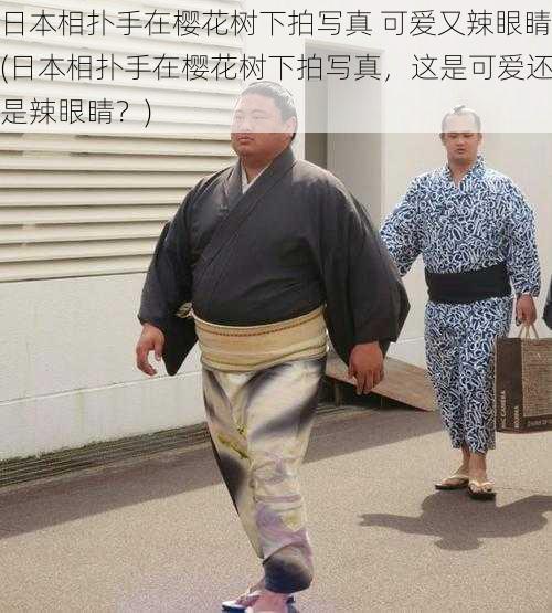 日本相扑手在樱花树下拍写真 可爱又辣眼睛(日本相扑手在樱花树下拍写真，这是可爱还是辣眼睛？)