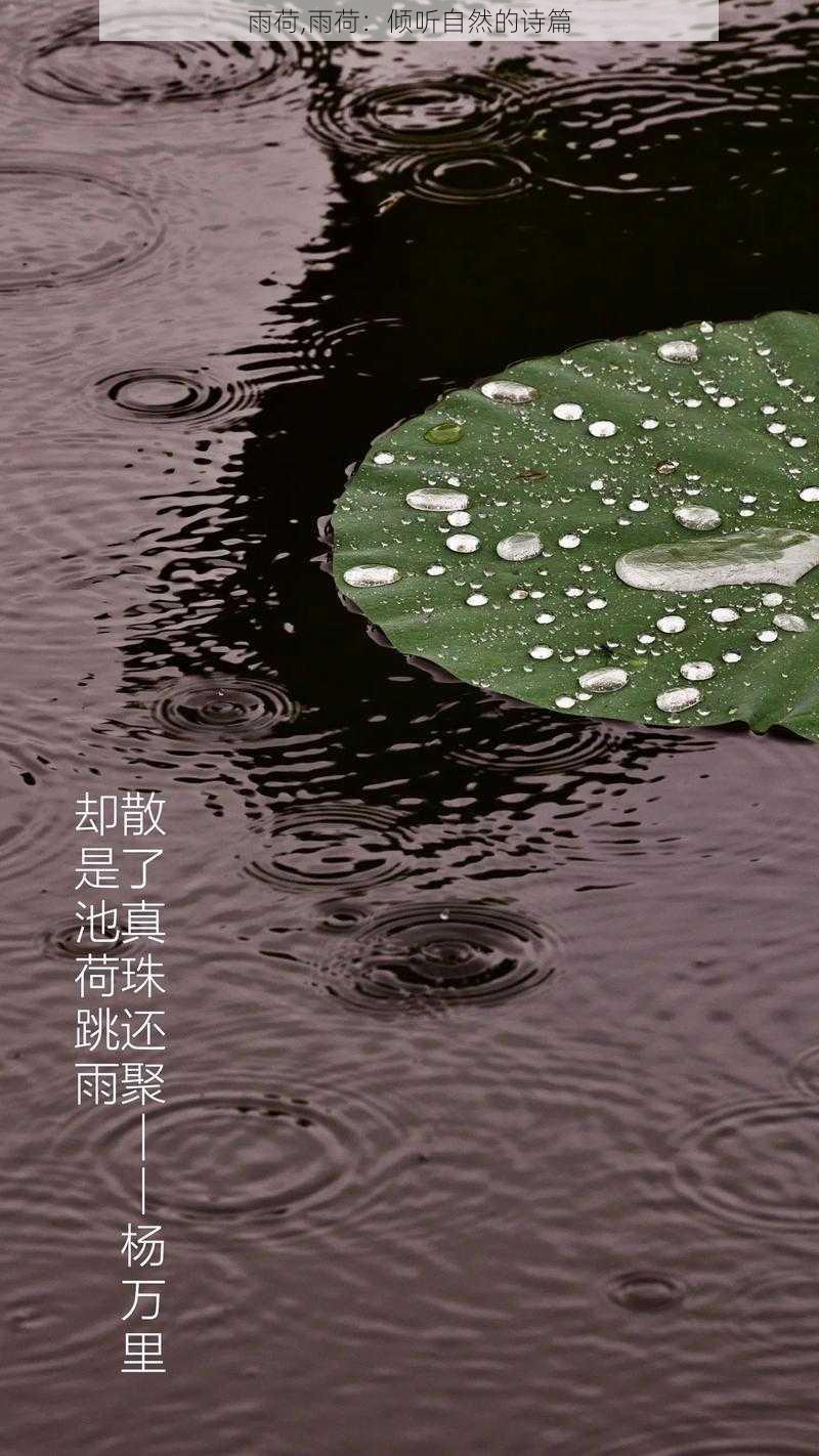 雨荷,雨荷：倾听自然的诗篇