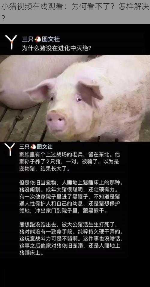 小猪视频在线观看：为何看不了？怎样解决？